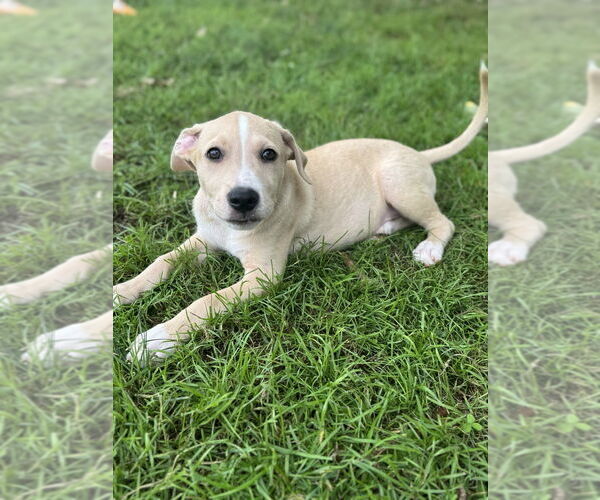 Medium Photo #4 Sheprador Puppy For Sale in Springdale, PA, USA