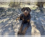 Small Photo #10 Doberman Pinscher Puppy For Sale in CHEPACHET, RI, USA