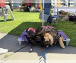Small #13 German Shepherd Dog