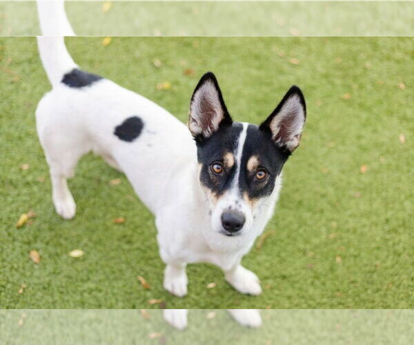 Medium Photo #3 Mutt Puppy For Sale in Canton, CT, USA