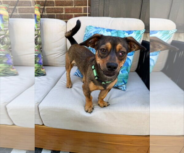 Medium Photo #4 Dachshund-Unknown Mix Puppy For Sale in Sandy, UT, USA