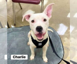 American Bulldog-Unknown Mix Dogs for adoption in Alexander, AR, USA