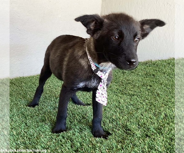 Medium Photo #2 Dutch Shepherd -Unknown Mix Puppy For Sale in San Diego, CA, USA