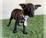 Small #1 Dutch Shepherd  Mix