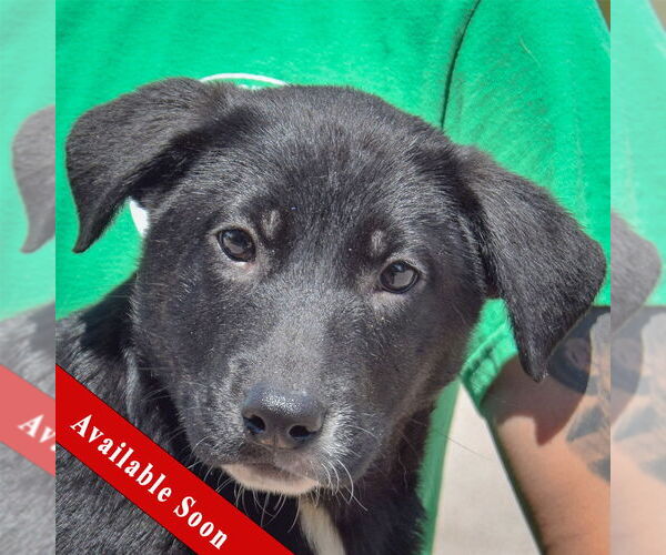 Medium Photo #1 German Shepherd Dog-Unknown Mix Puppy For Sale in Huntley, IL, USA