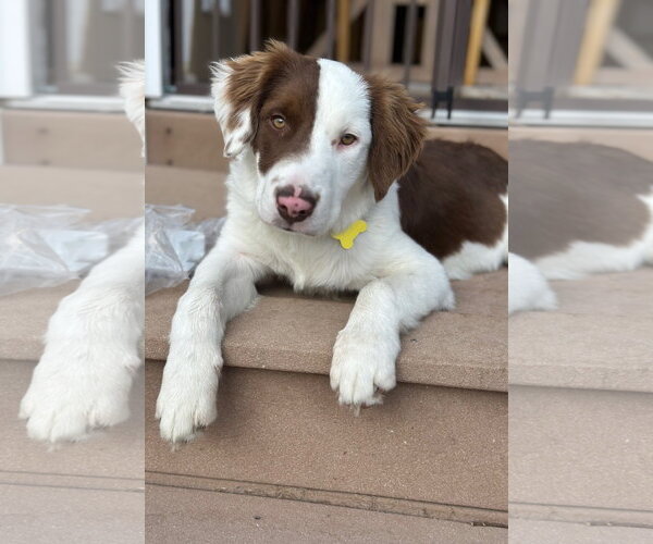 Medium Photo #2 Border Collie-Unknown Mix Puppy For Sale in Sandy, UT, USA