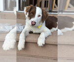 Small #1 Border Collie Mix