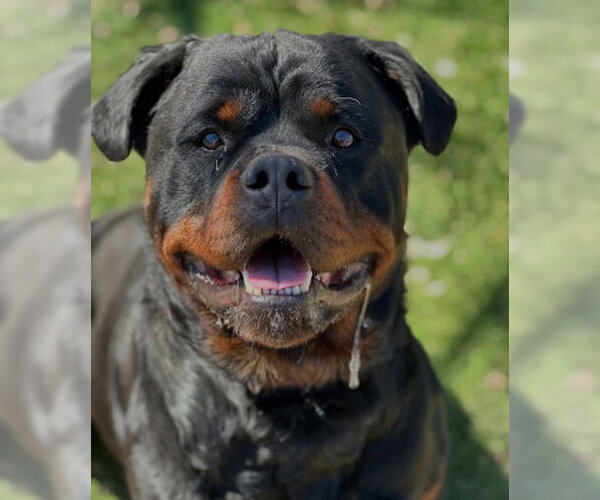 Medium Photo #5 Rottweiler-Unknown Mix Puppy For Sale in Ventura, CA, USA