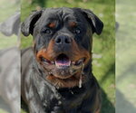 Small #4 Rottweiler Mix