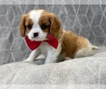 Small Photo #7 Cavalier King Charles Spaniel Puppy For Sale in LAKELAND, FL, USA