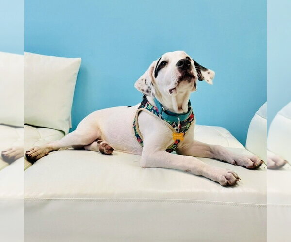 Medium Photo #6 American Staffordshire Terrier-Great Pyrenees Mix Puppy For Sale in Minneapolis, MN, USA