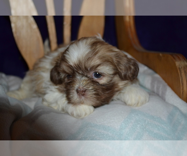 Medium Photo #4 Shih Tzu Puppy For Sale in GREENWOOD, WI, USA