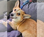 Small #3 Pembroke Welsh Corgi