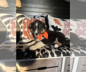 Australian Shepherd Puppy for sale in INDIANAPOLIS, IN, USA