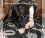 Small #7 Great Dane