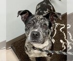 Small #19 American Pit Bull Terrier-Catahoula Leopard Dog Mix