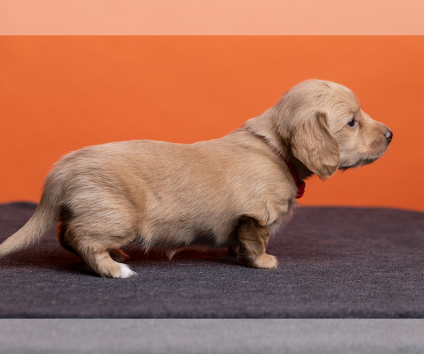 Medium Photo #13 Dachshund Puppy For Sale in CROWLEY, TX, USA
