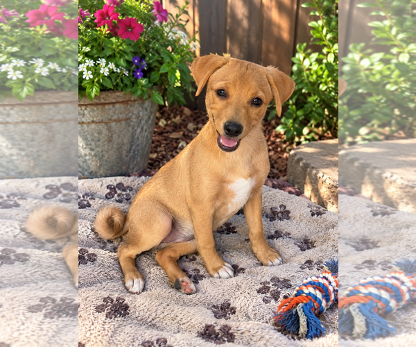 Medium Photo #1 Dachshund Puppy For Sale in Menifee, CA, USA