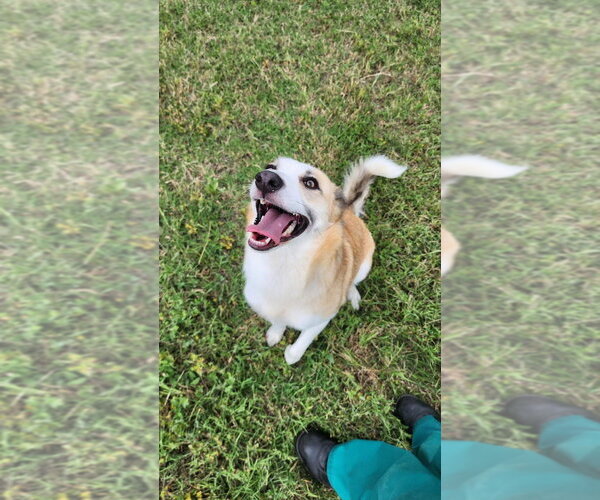 Medium Photo #2 Mutt Puppy For Sale in Oak Bluffs, MA, USA