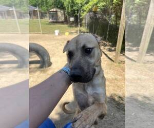 Labrador Retriever-Mountain Cur Mix Dogs for adoption in Orangeburg, SC, USA