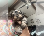 Small Photo #6 Morkie Puppy For Sale in LUBBOCK, TX, USA
