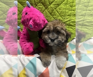 Havanese Puppy for sale in LIVONIA, MI, USA