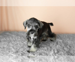Puppy Sallie Schnauzer (Miniature)