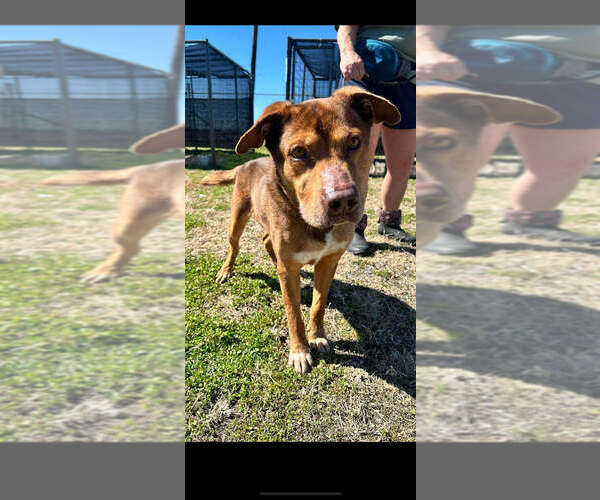 Medium Photo #3 Mutt Puppy For Sale in Abbeville, LA, USA