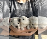 Small Photo #2 Miniature American Eskimo Puppy For Sale in OREGON CITY, OR, USA