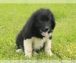 Small Photo #1 Border Collie-Great Pyrenees Mix Puppy For Sale in SHAWNEE, OK, USA