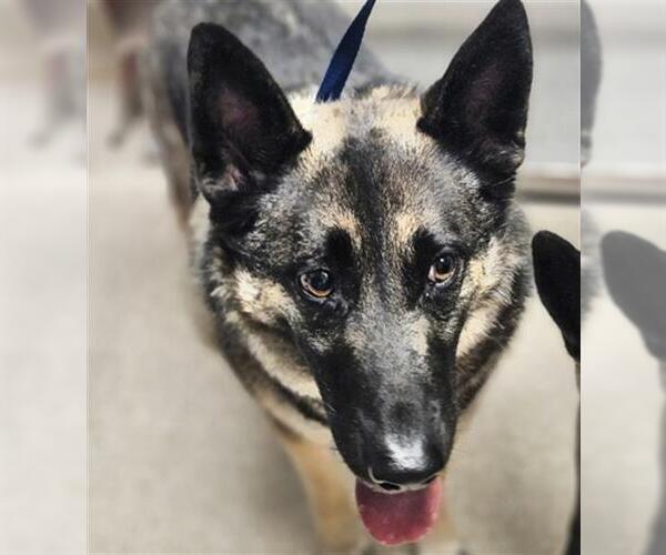 Medium Photo #1 German Shepherd Dog Puppy For Sale in Bakersfield, CA, USA