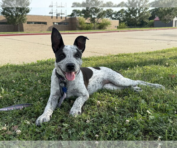 Medium Photo #2 Mutt Puppy For Sale in Garden City, NY, USA
