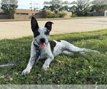 Small #1 Mutt