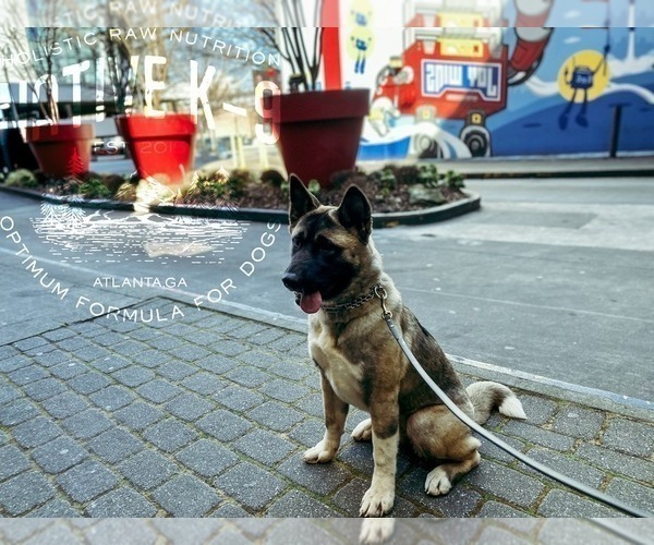 Medium Photo #3 Akita Puppy For Sale in ATLANTA, GA, USA