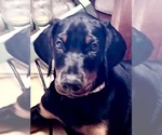 Small #12 Doberman Pinscher