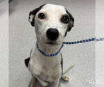 Small #3 Feist Terrier-Rat Terrier Mix