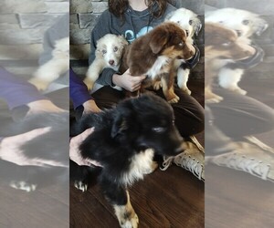 Australian Shepherd Puppy for sale in WAKARUSA, KS, USA