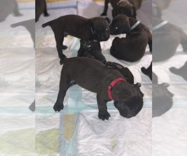 Medium Photo #115 Boerboel Puppy For Sale in LAS CRUCES, NM, USA