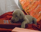 Small Photo #1 Weimaraner Puppy For Sale in DEFUNIAK SPRINGS, FL, USA