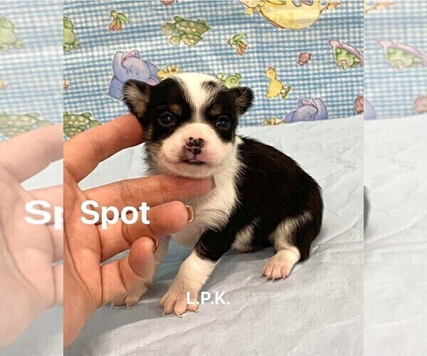 Medium Photo #2 Chihuahua Puppy For Sale in WINNSBORO, LA, USA