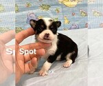Small #1 Chihuahua