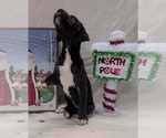 Small Photo #14 Great Dane Puppy For Sale in IUKA, IL, USA