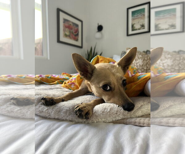 Medium Photo #8 Chihuahua-Unknown Mix Puppy For Sale in San Diego, CA, USA