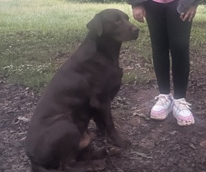 Father of the Lab-Pointer puppies born on 06/15/2026