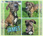 Small #1 American Staffordshire Terrier