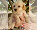 Small Photo #8 Yorkshire Terrier Puppy For Sale in GEORGETOWN, TX, USA