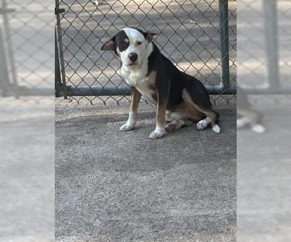 Medium Photo #1 American Pit Bull Terrier-Unknown Mix Puppy For Sale in Houston, TX, USA