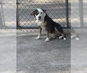 American Pit Bull Terrier-Unknown Mix Dogs for adoption in Houston, TX, USA