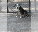 Small American Pit Bull Terrier Mix