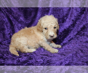 Goldendoodle (Miniature) Puppy for sale in BLMGTN, IN, USA
